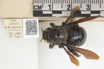 Media type: image;   Entomology 810628 Aspect: labels